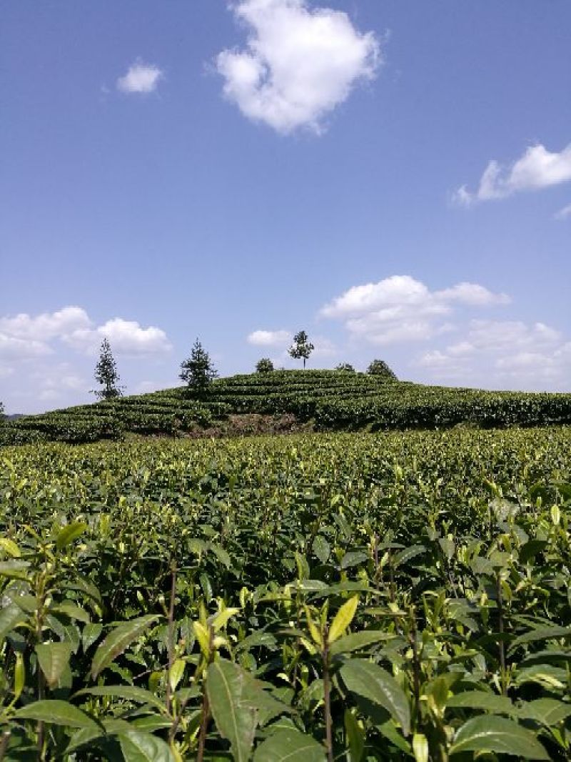 古树茶一级