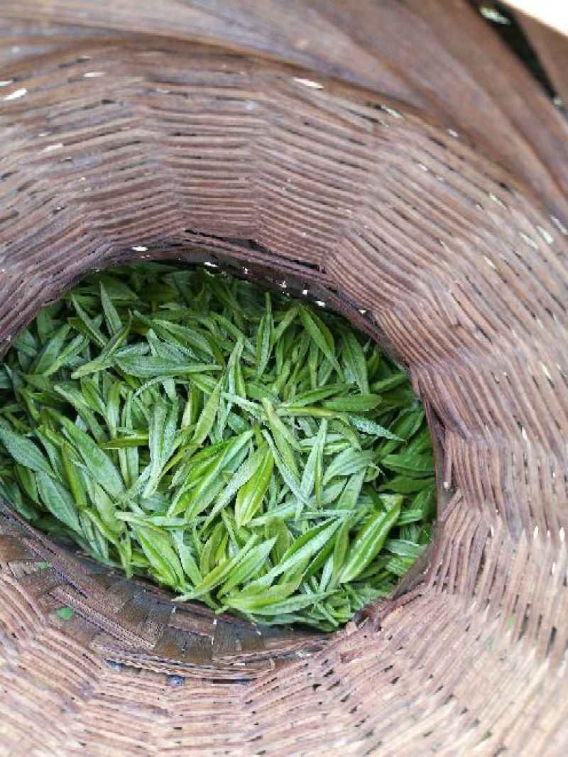 古树茶一级