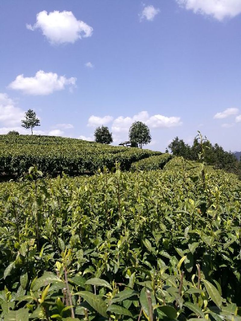 古树茶一级