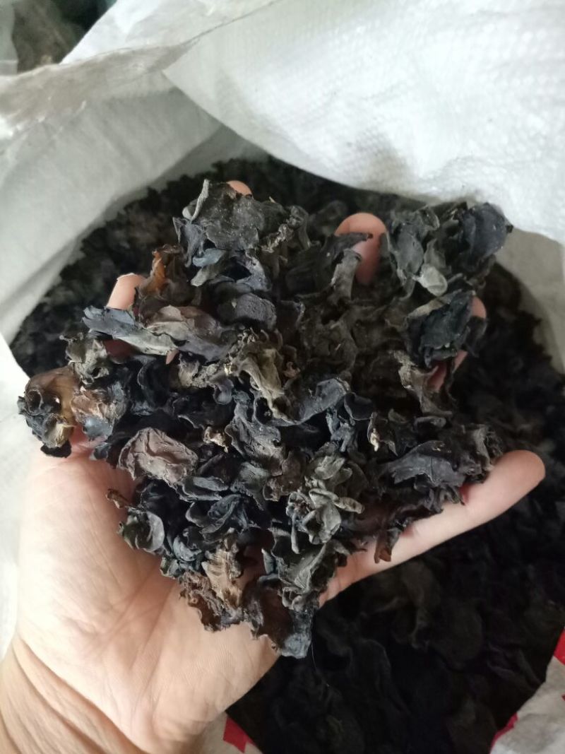 野生木耳特级