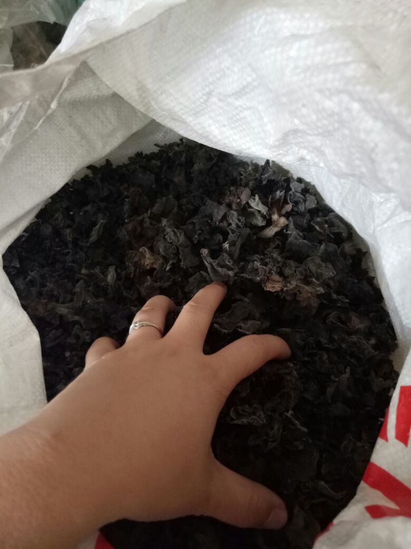 野生木耳特级