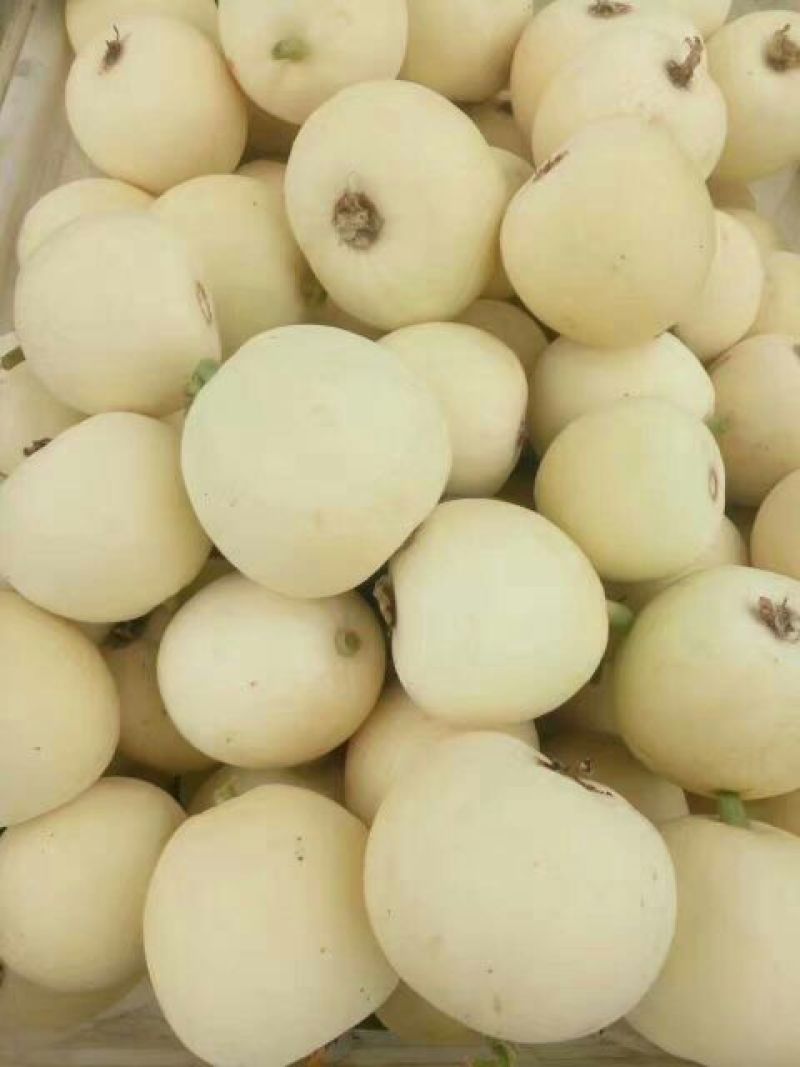 208甜瓜0.5斤以上