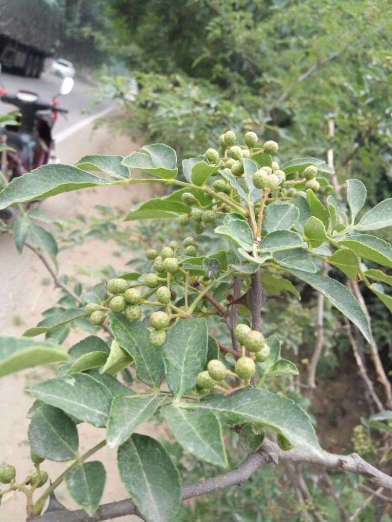 花椒苗大红袍花椒苗色香味俱