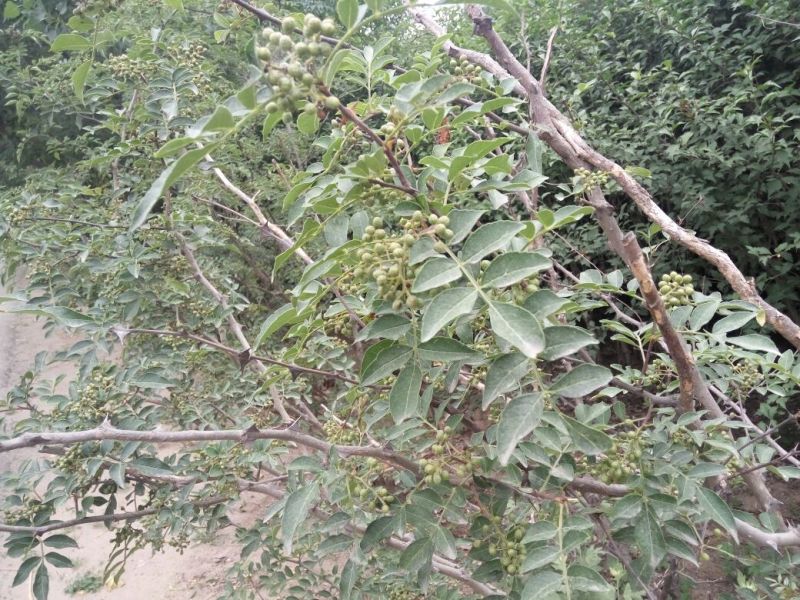 花椒苗大红袍花椒苗色香味俱
