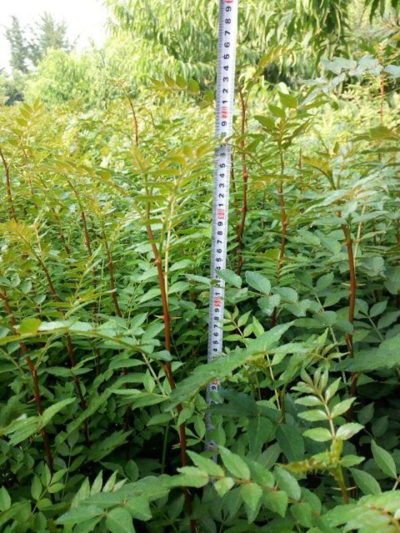 花椒苗大红袍花椒苗色香味俱