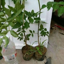 花椒苗大红袍花椒苗色香味俱