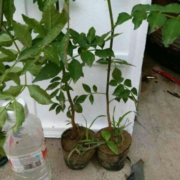 花椒苗大红袍花椒苗色香味俱