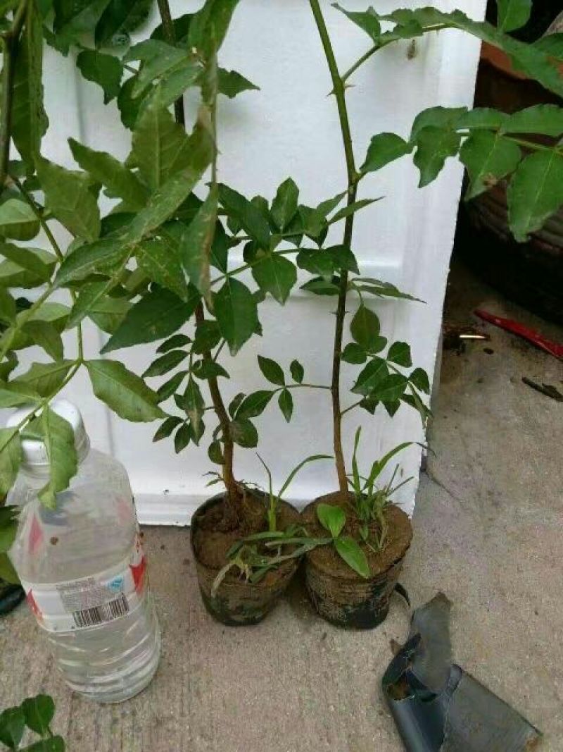 花椒苗大红袍花椒苗色香味俱