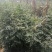 花椒苗大红袍花椒苗色香味俱