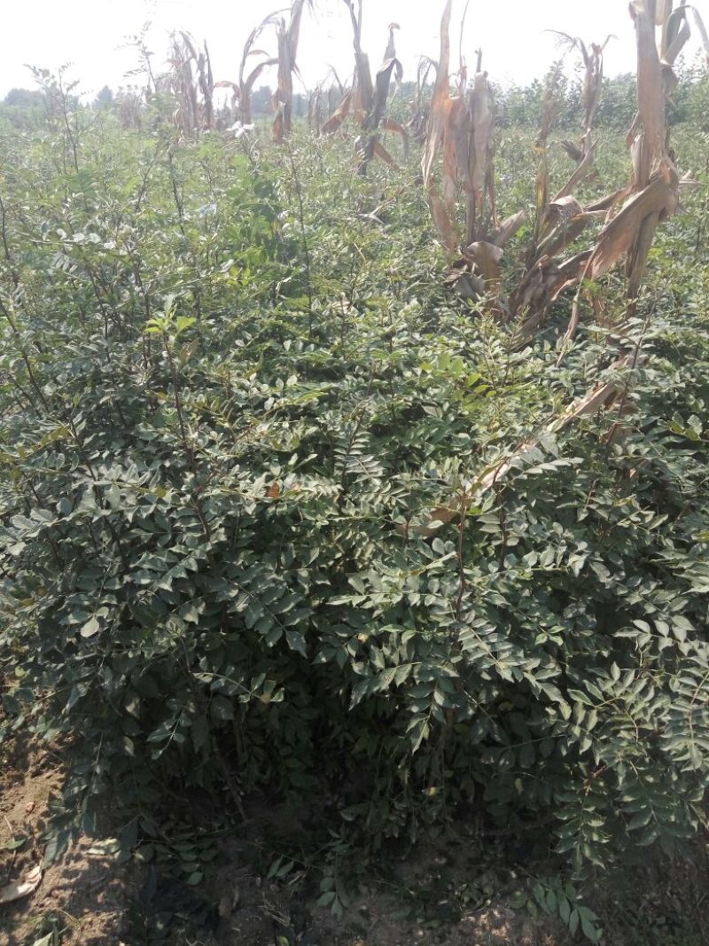 花椒苗大红袍花椒苗色香味俱