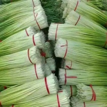 推荐】精品蒜薹江苏丰县白帽蒜薹/产地直供/可支持视频看货