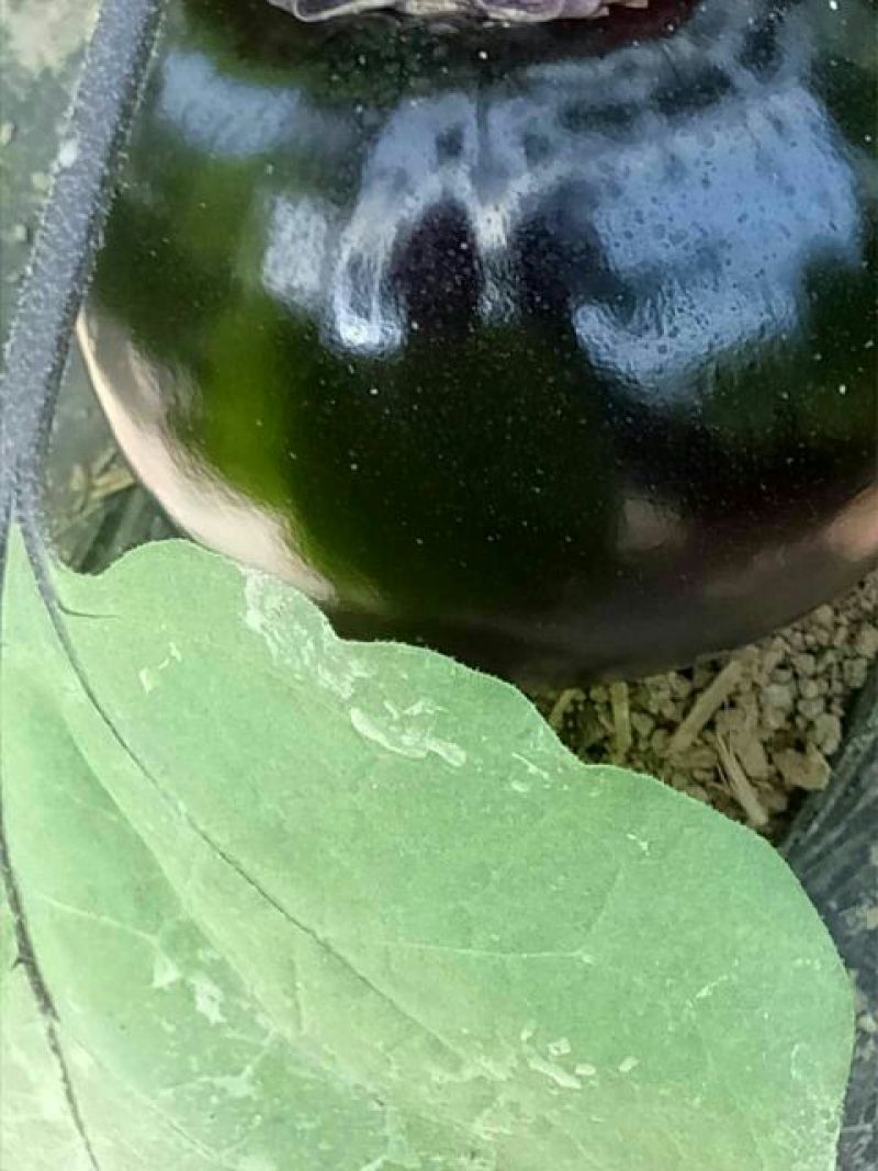 紫光圆茄2两以上