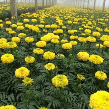 万寿菊盆花品质好价格优诚信合作价格美丽欢迎来电
