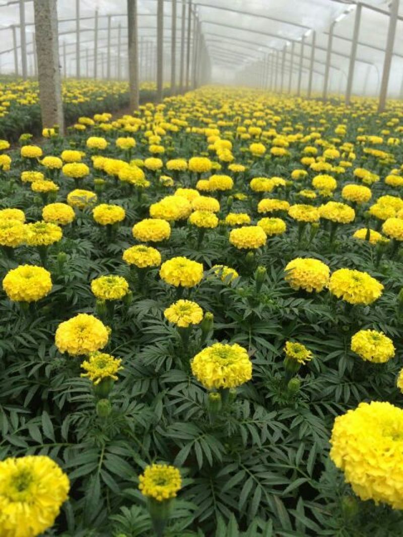 万寿菊盆花品质好价格优诚信合作价格美丽欢迎来电