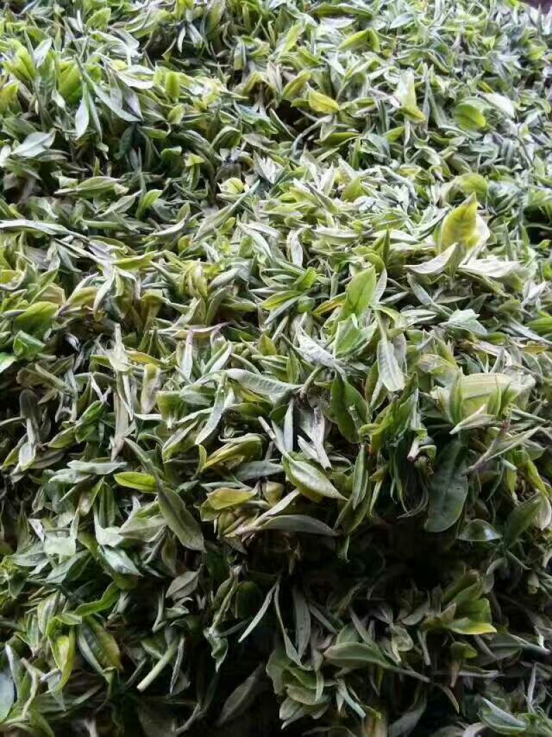 古树普洱茶二级