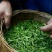 古树普洱茶二级