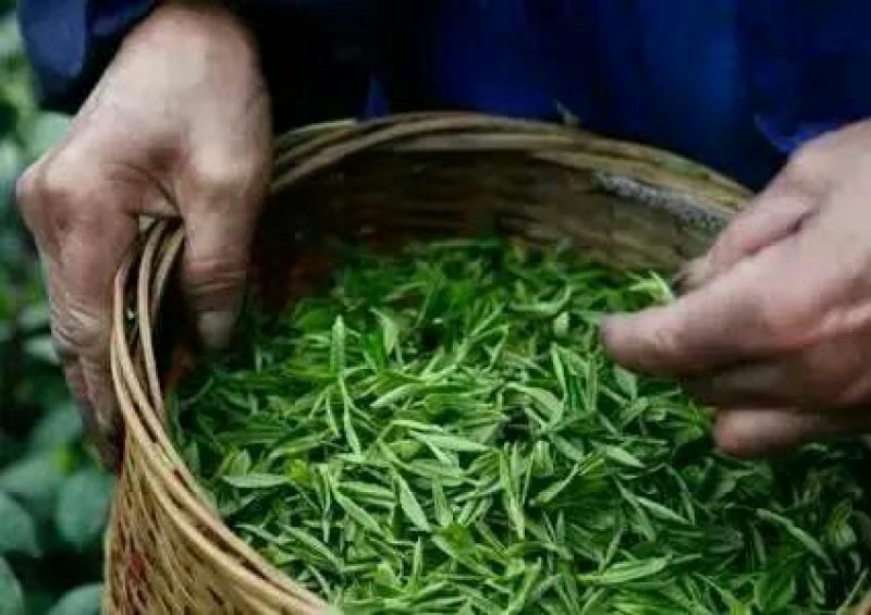 古树普洱茶二级