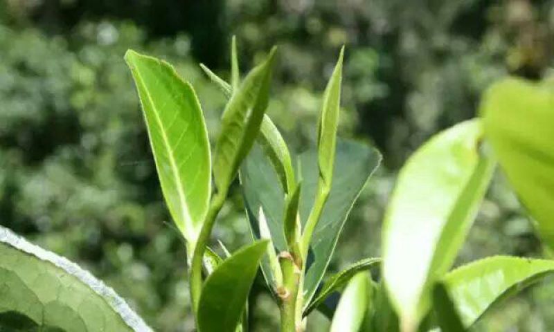 古树普洱茶二级
