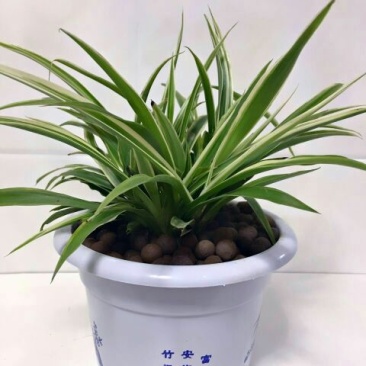 吊兰30cm以下