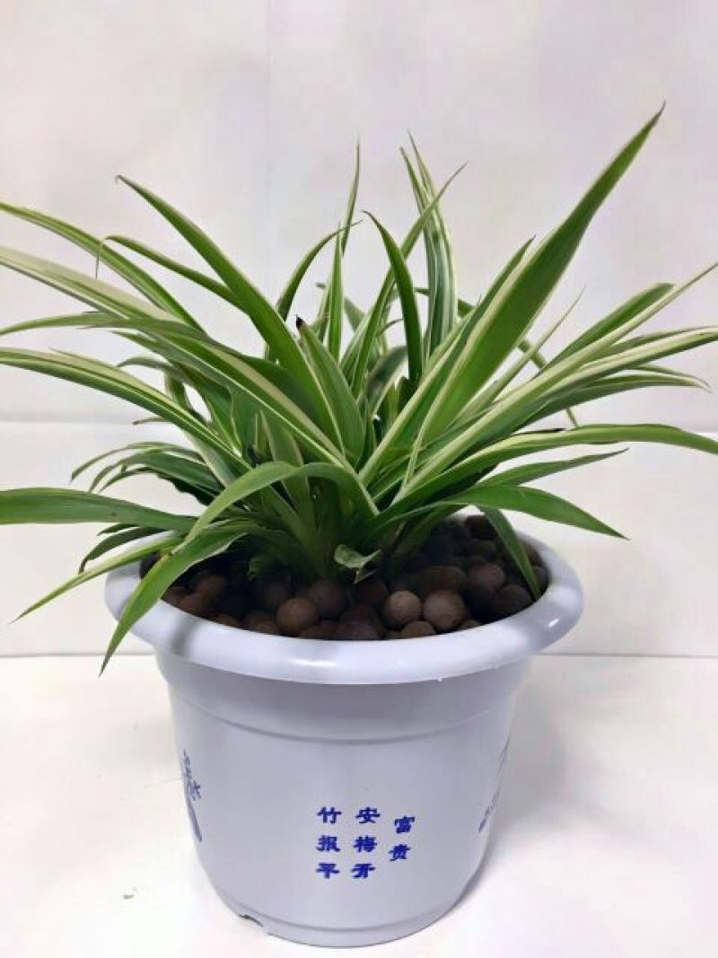 吊兰30cm以下