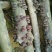 干香菇1.5~2cm