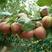早酥红梨苗100~150cm0.8cm