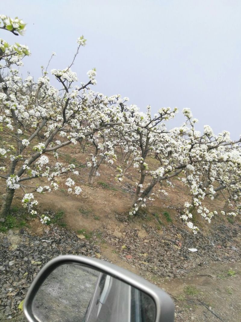 早酥红梨苗100~150cm0.8cm