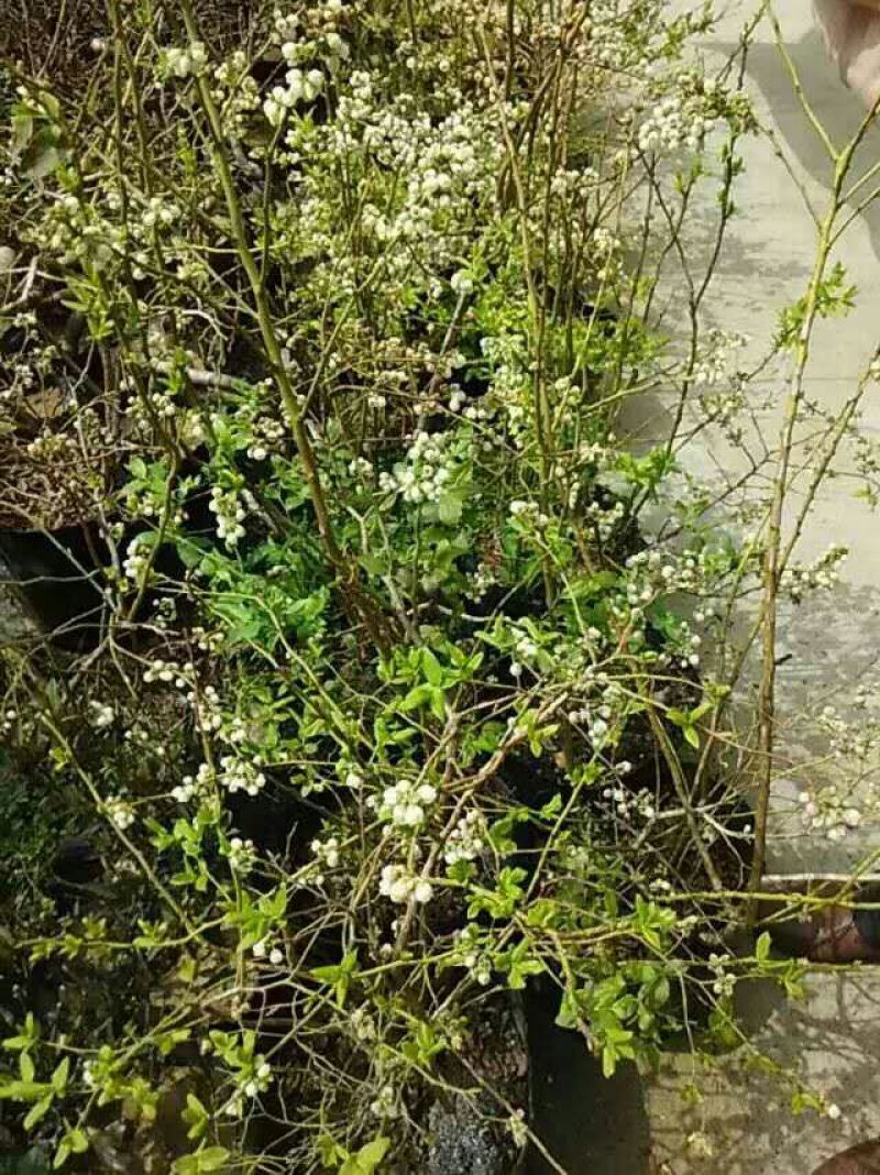 蓝莓苗2年以上20~30cm