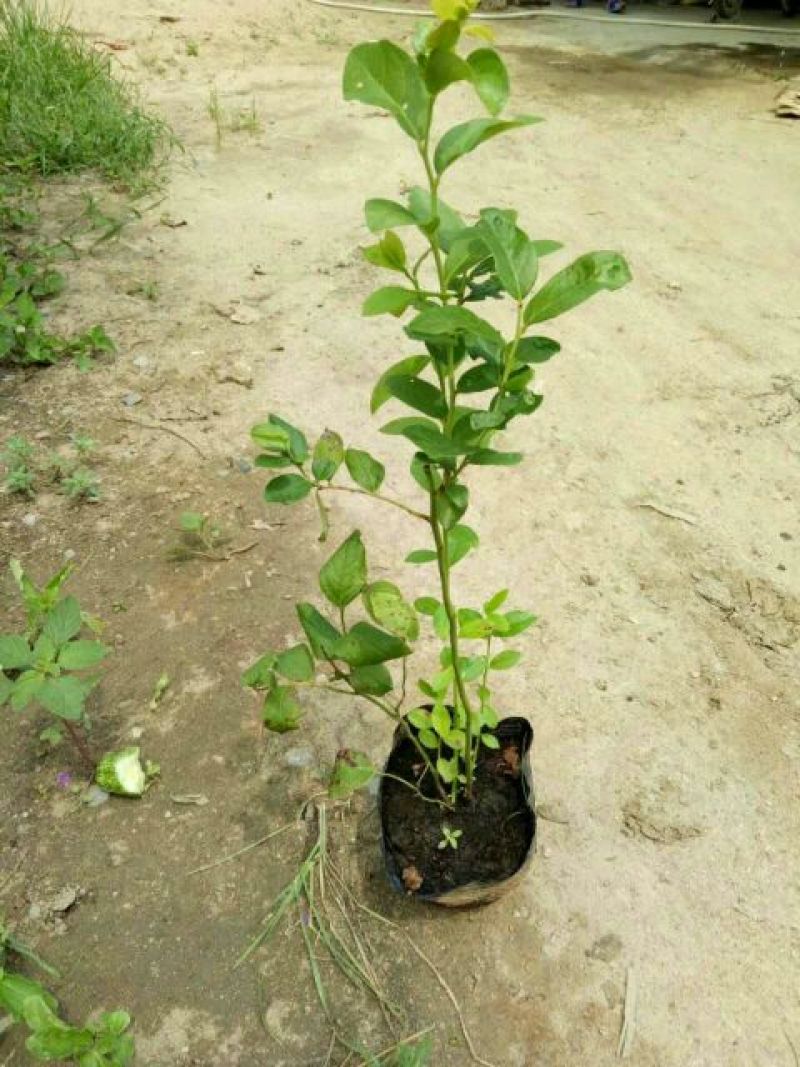 蓝莓苗2年以上20~30cm