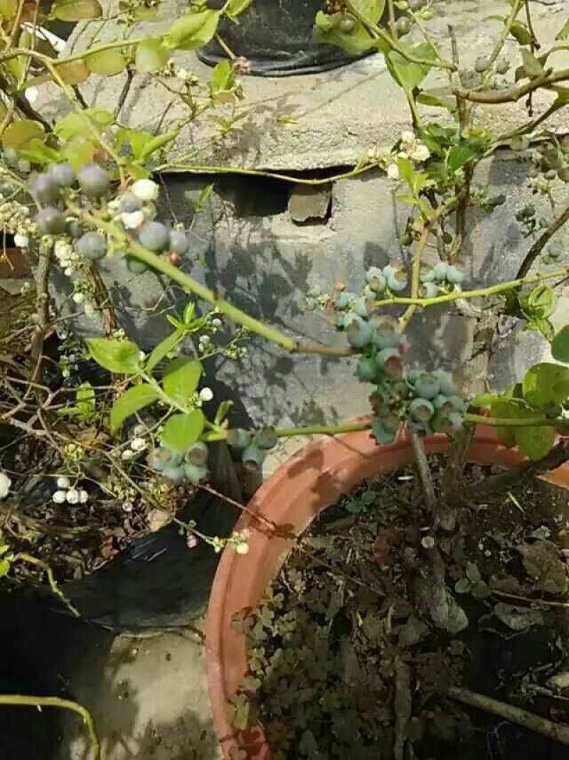 蓝莓苗2年以上20~30cm