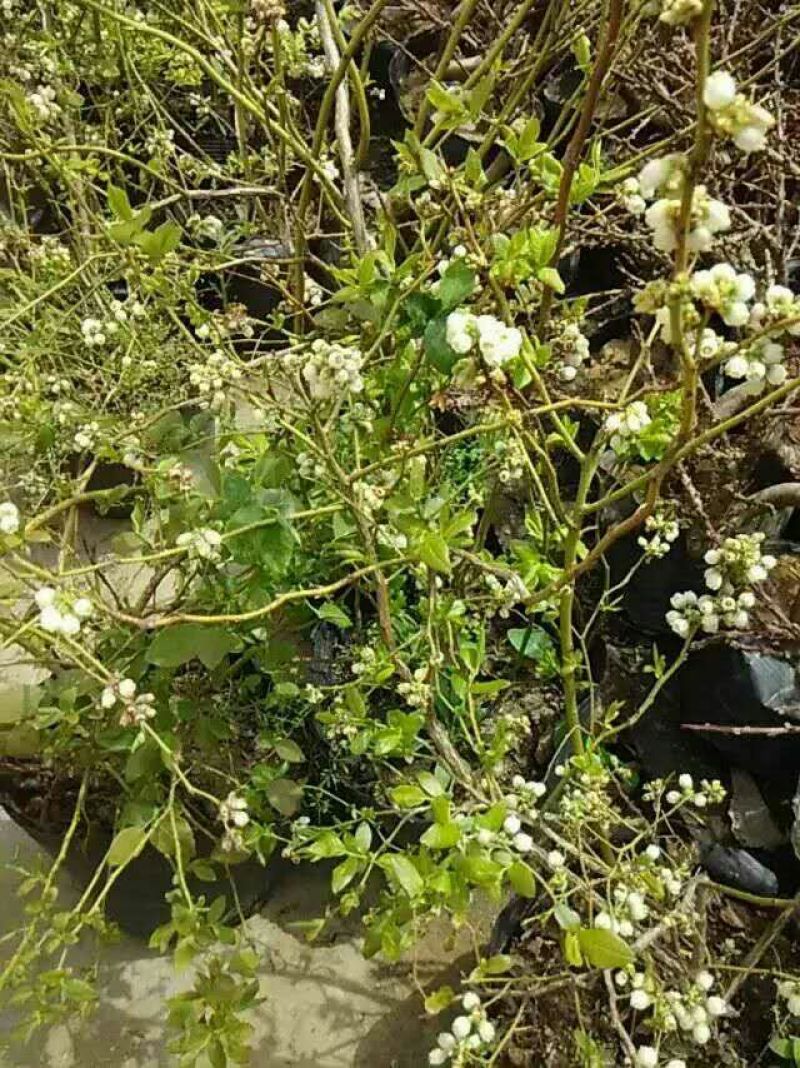 蓝莓苗2年以上20~30cm