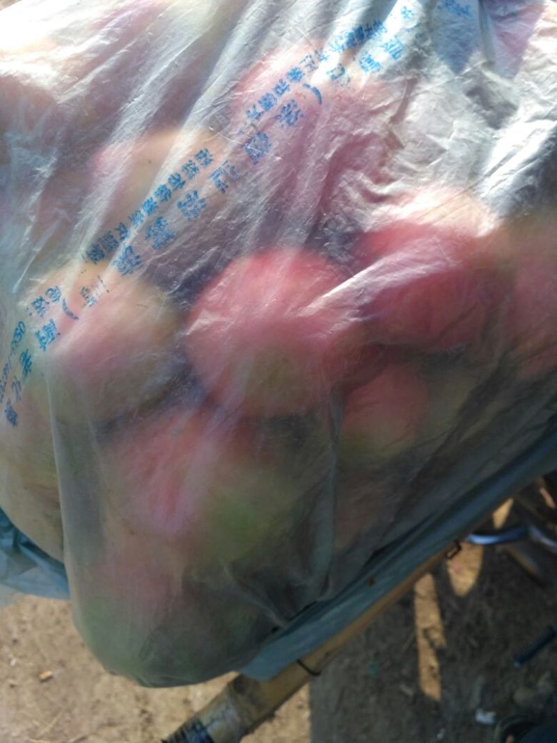 硬粉西红柿硬粉弧二以上酸甜可口对接商超