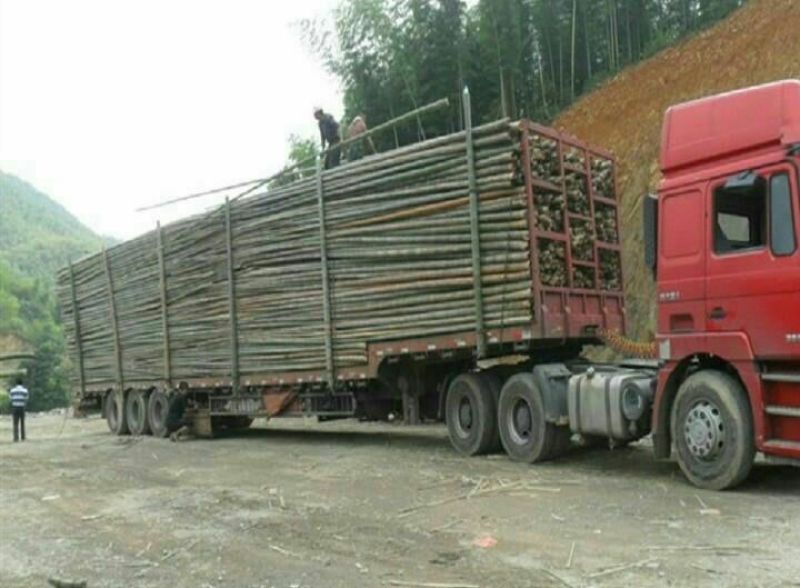 绿竹10~11m