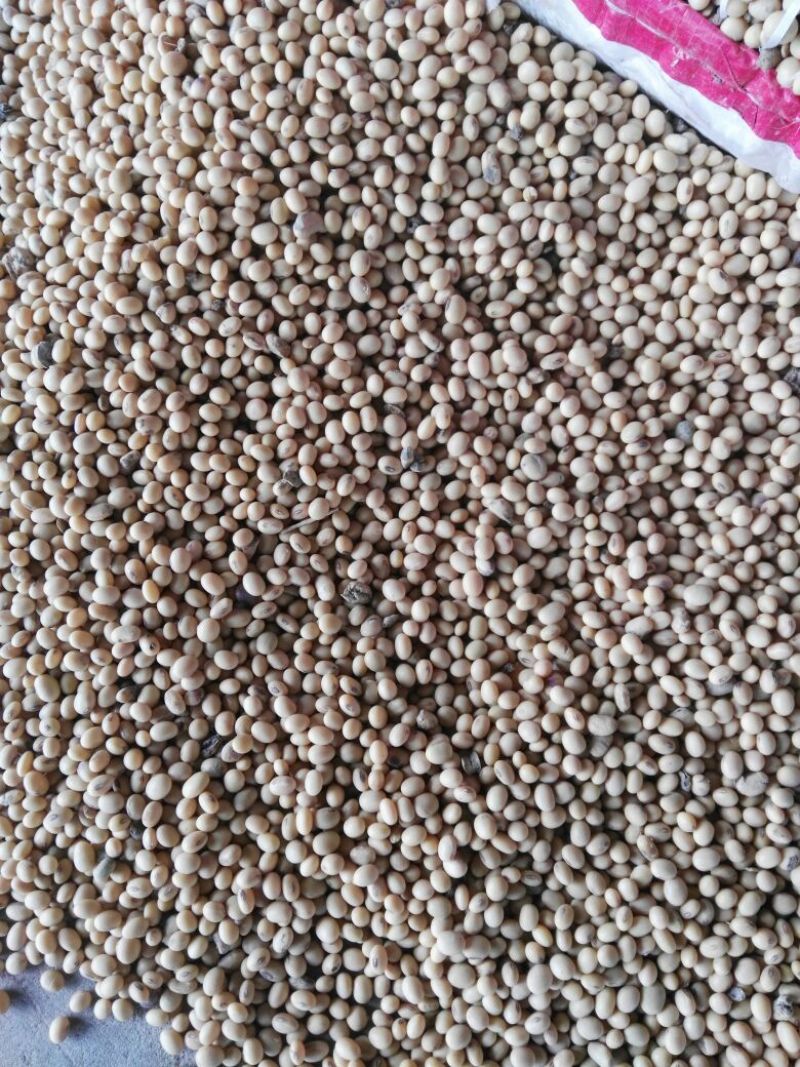 黄黄豆中等