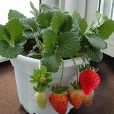 草莓苗