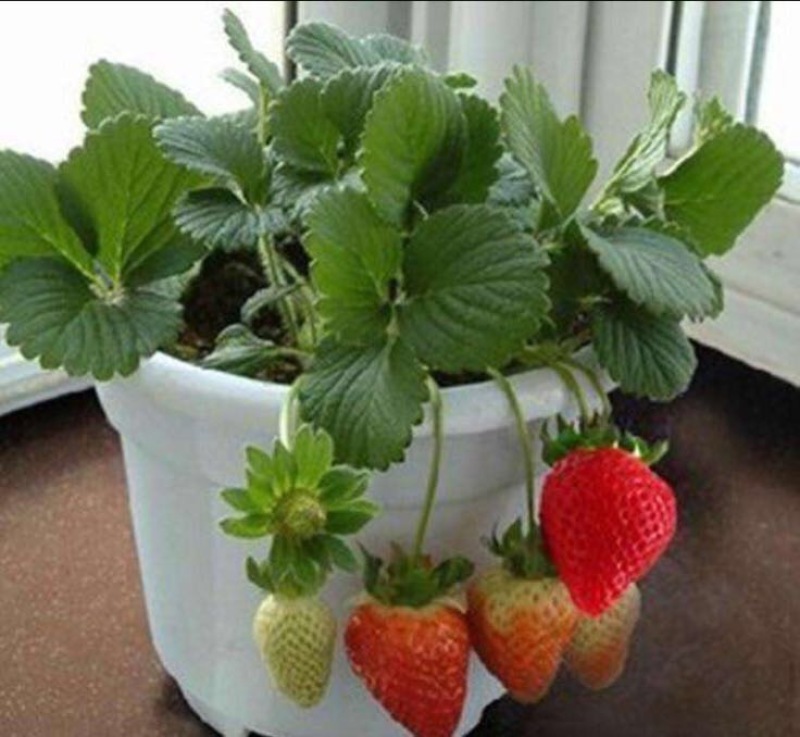 草莓苗
