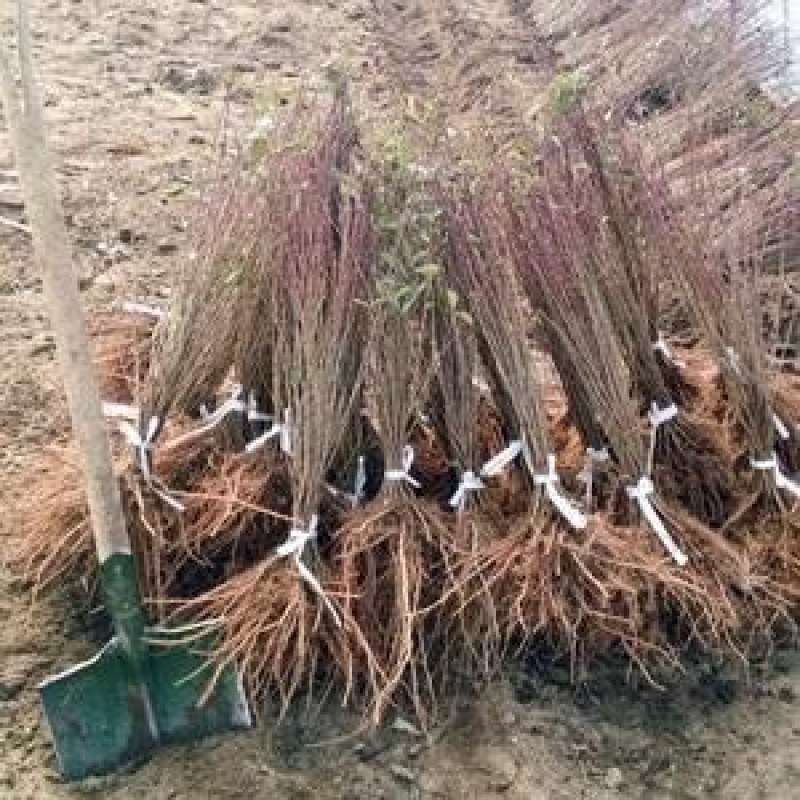 钙果苗+2年苗当年结果的，口感好，现货供应