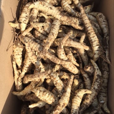 菜用虫草参