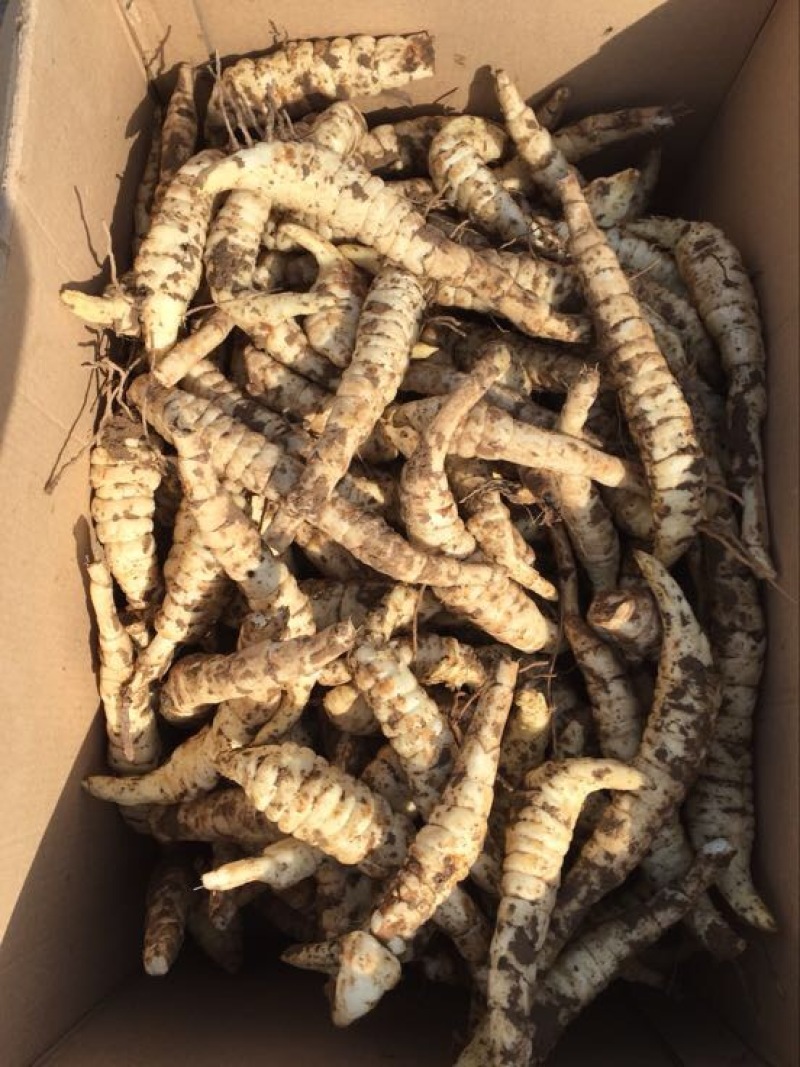 菜用虫草参