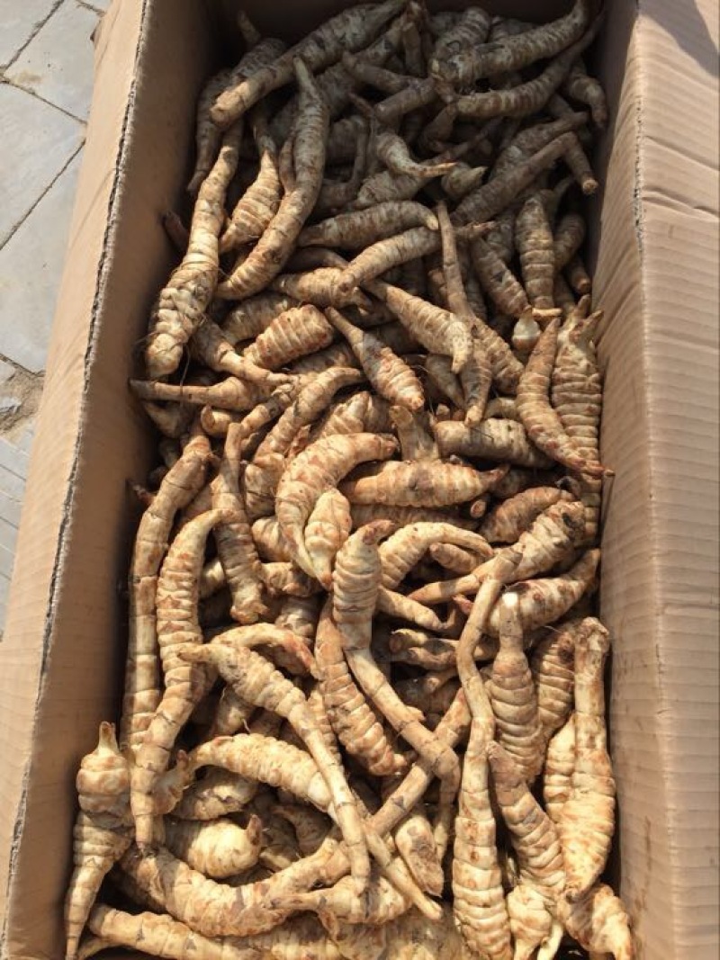 菜用虫草参