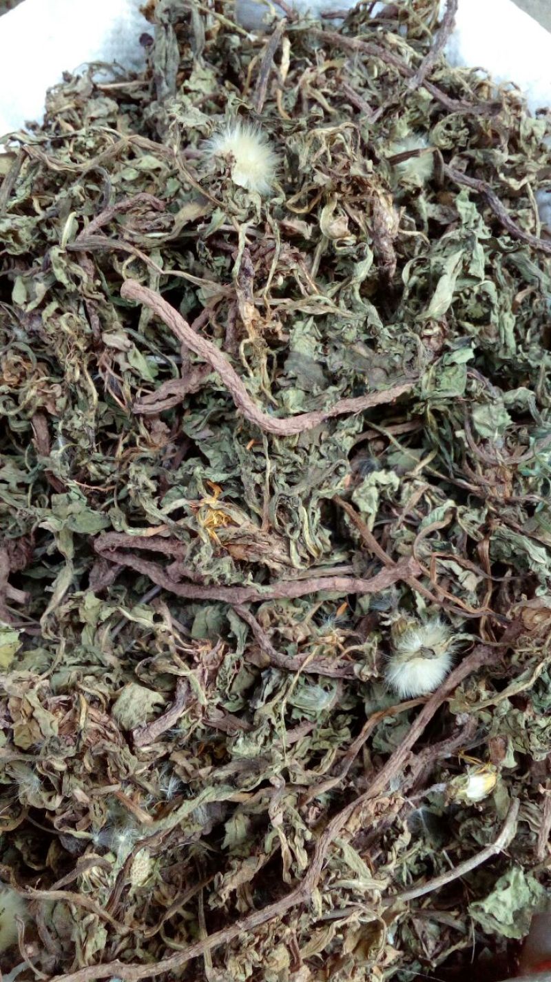 蒲公英野生蒲公英干货