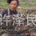 【优选】莲藕种苗花鲜蓬多适用于水景工程，公园，家庭农场