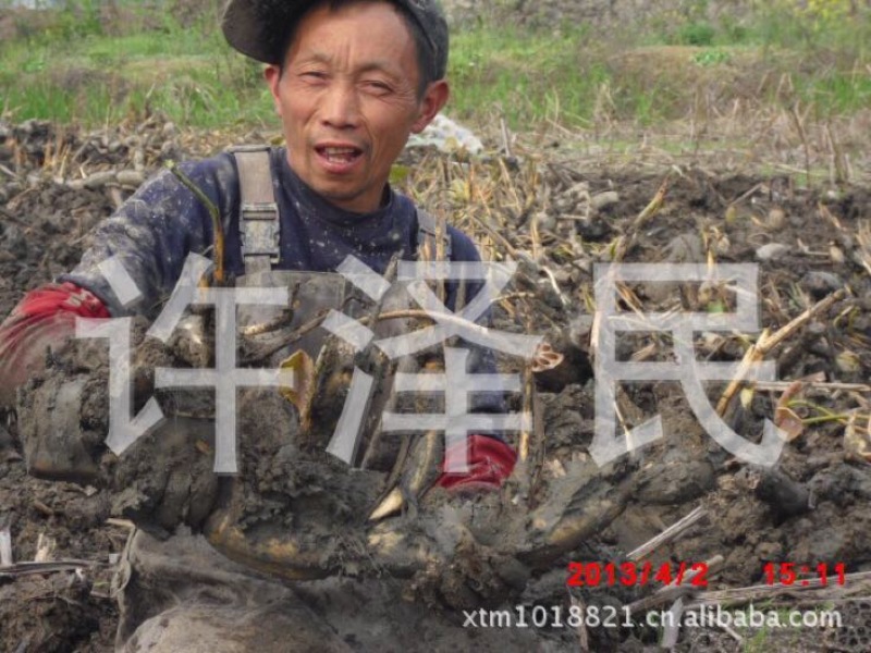 【优选】莲藕种苗花鲜蓬多适用于水景工程，公园，家庭农场