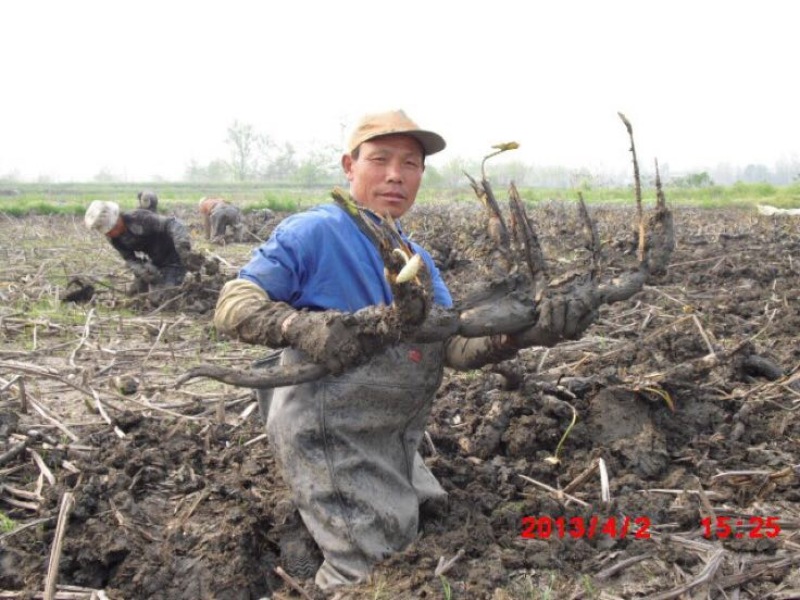 【优选】莲藕种苗花鲜蓬多适用于水景工程，公园，家庭农场
