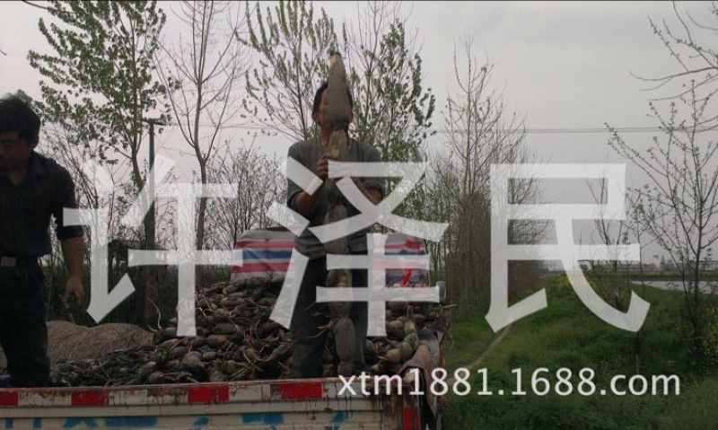 【优选】莲藕种苗花鲜蓬多适用于水景工程，公园，家庭农场