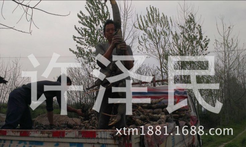 【优选】莲藕种苗花鲜蓬多适用于水景工程，公园，家庭农场