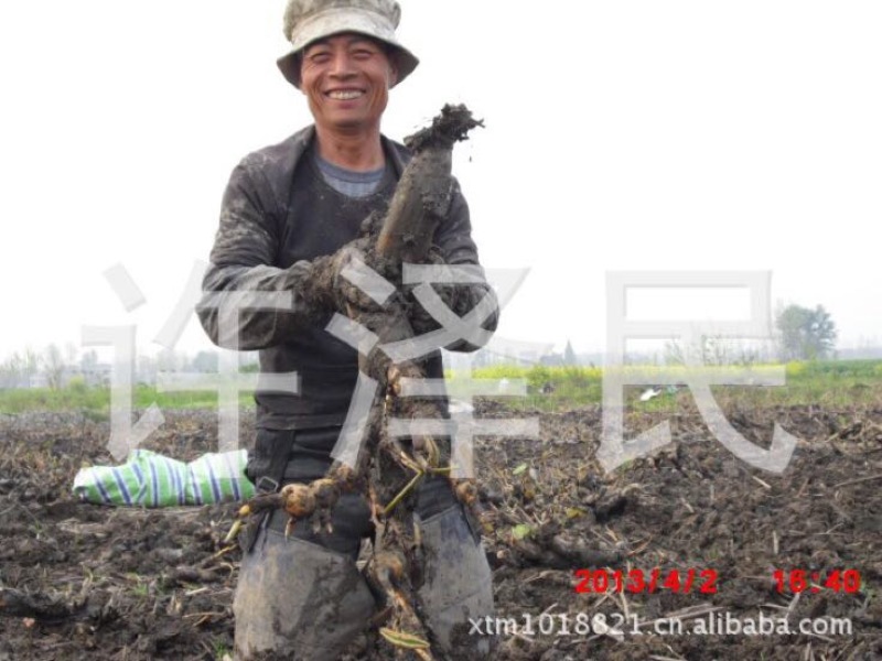 【优选】莲藕种苗花鲜蓬多适用于水景工程，公园，家庭农场