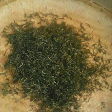 普洱绿茶