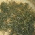 普洱绿茶