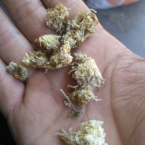 药用菊花袋装